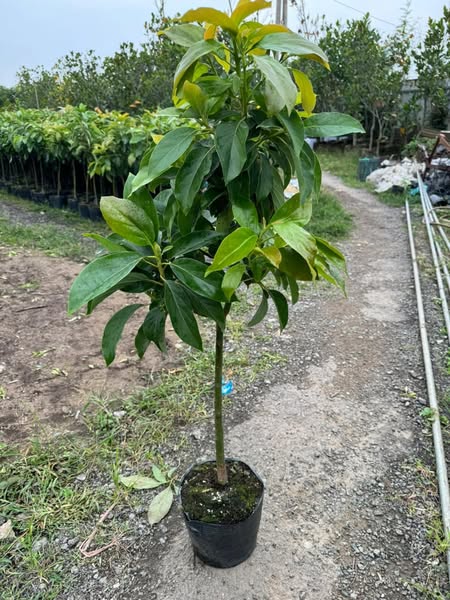 Bơ 034 - Hình ảnh 4