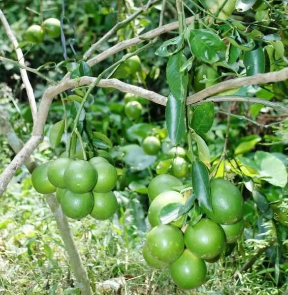 Chanh Không Hạt - Hình ảnh 4