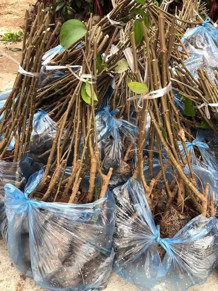 Táo Đào Vàng - Hình ảnh 4