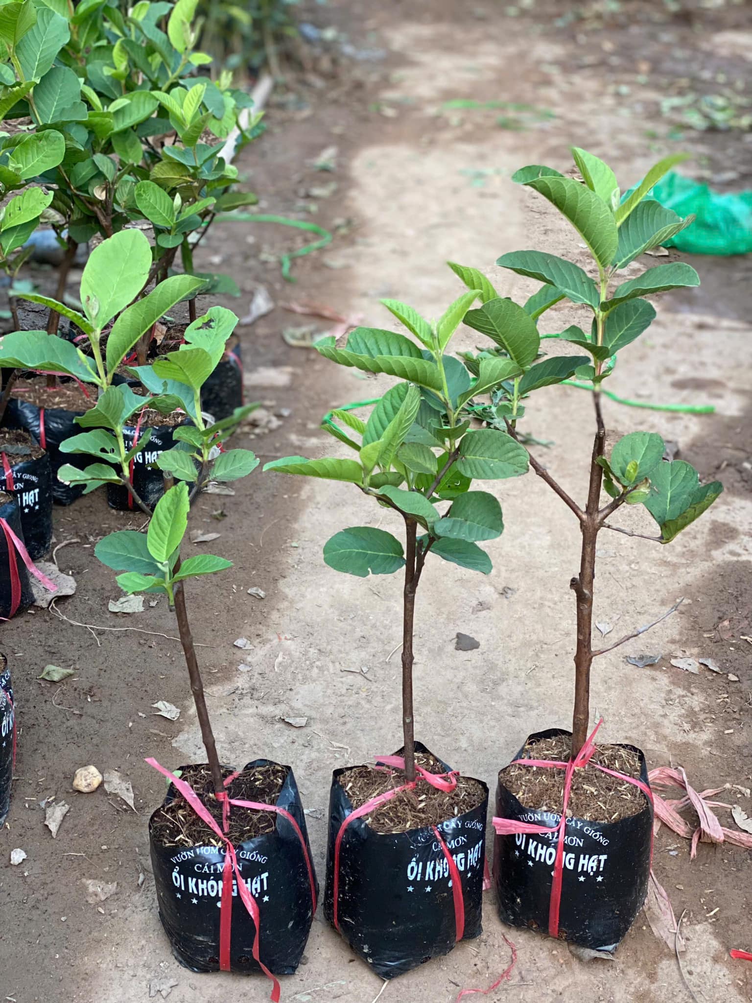 Ổi Không Hạt - Hình ảnh 3