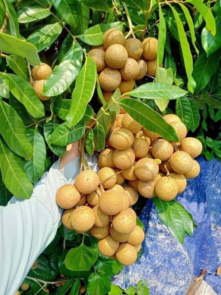 Nhãn Sớm - Hình ảnh 4