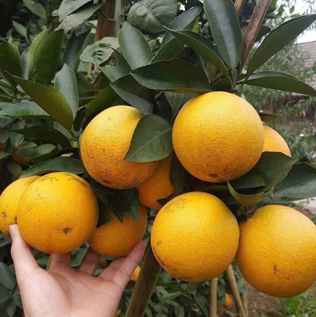 Cam Vinh - Hình ảnh 4