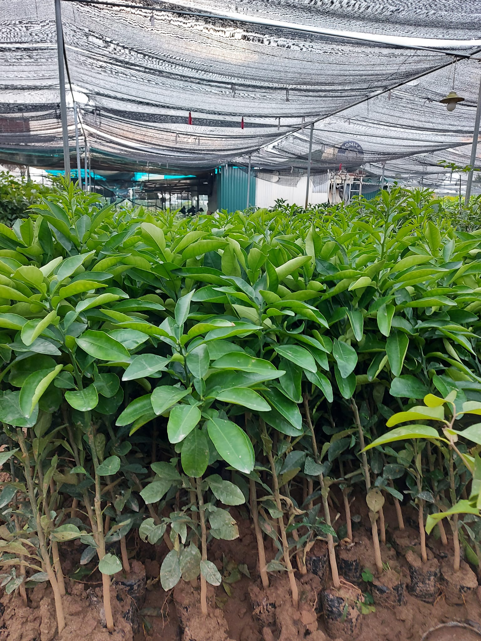 Bưởi Tân Lạc - Hình ảnh 2