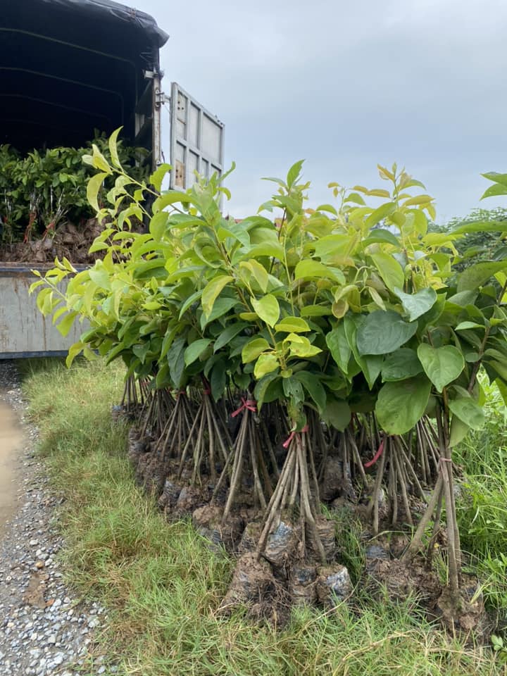 Hồng Đỏ - Hình ảnh 3