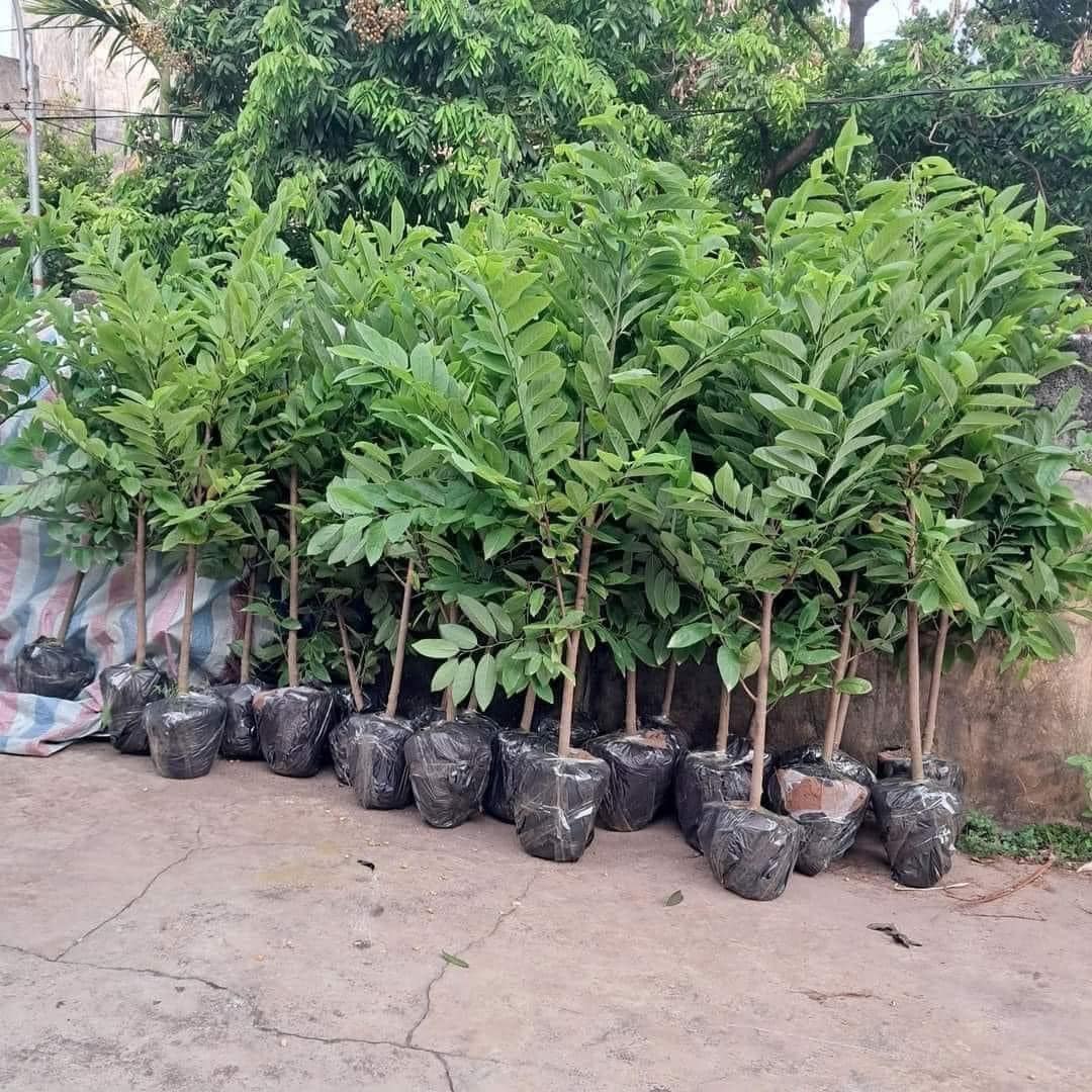 Na Dai - Hình ảnh 3