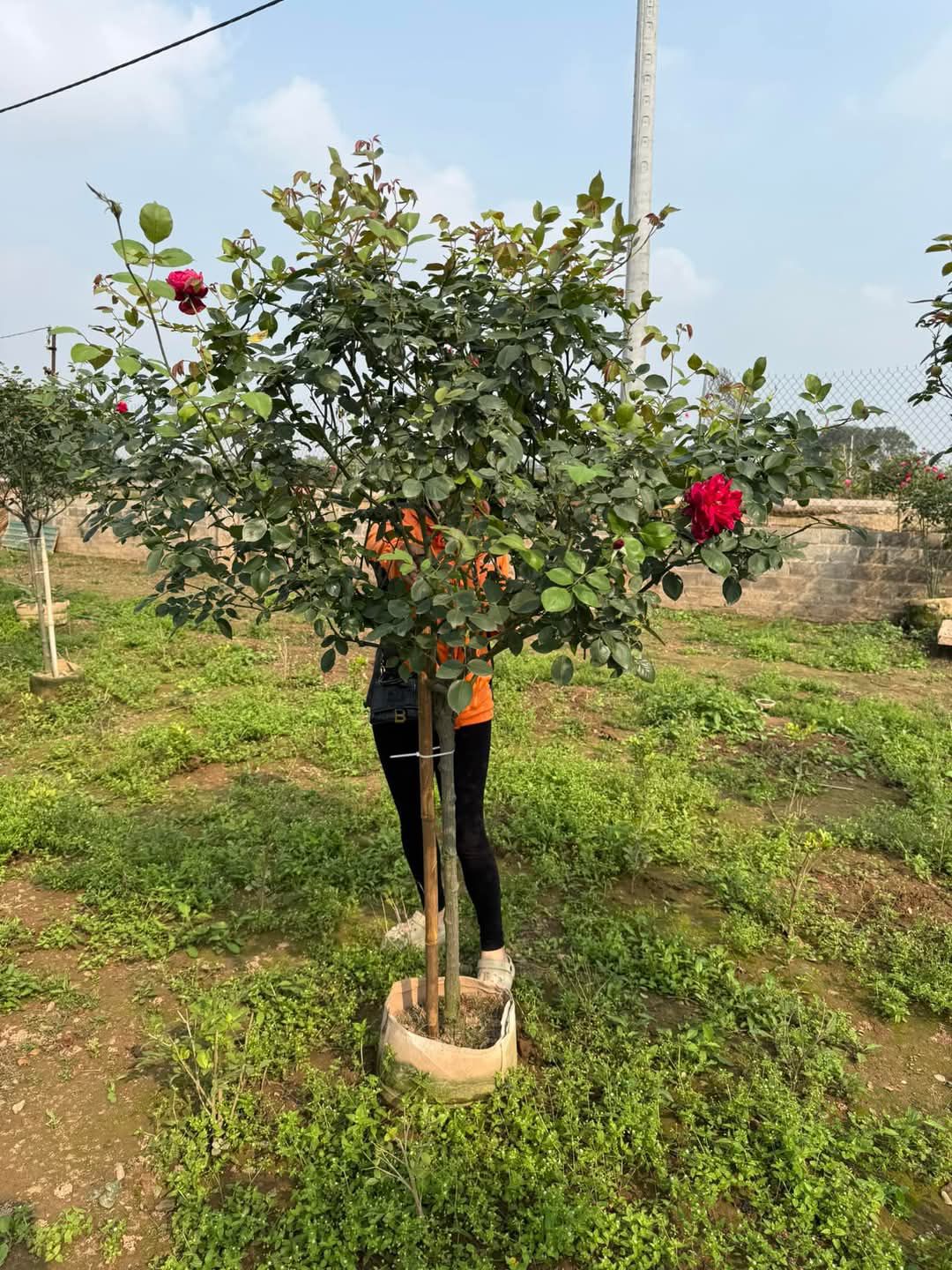 Hoa Hồng Nhung - Hình ảnh 2