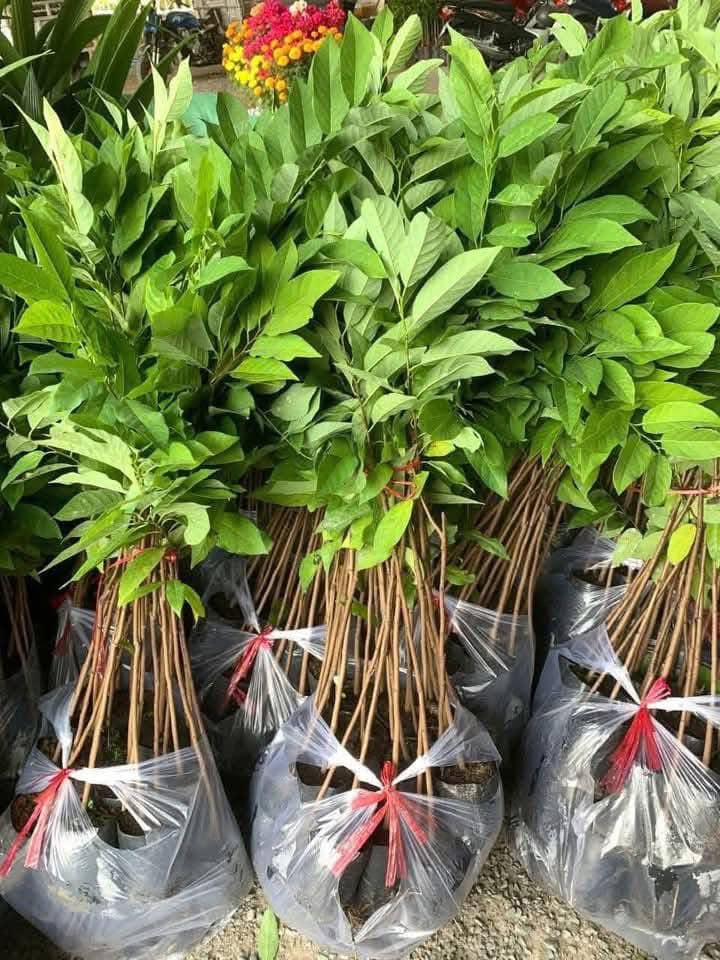 Na Dai - Hình ảnh 4