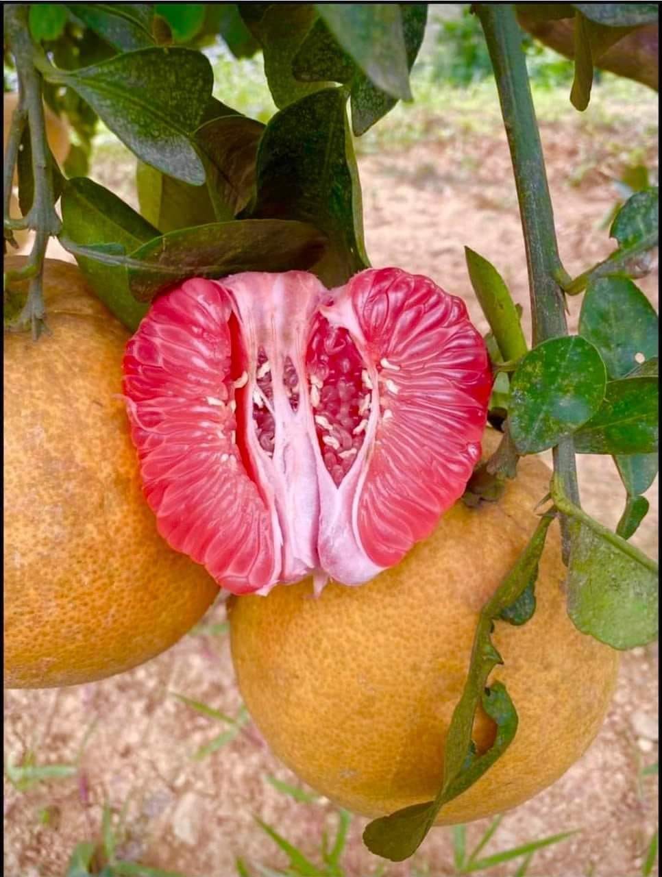 Bưởi Tân Lạc - Hình ảnh 3