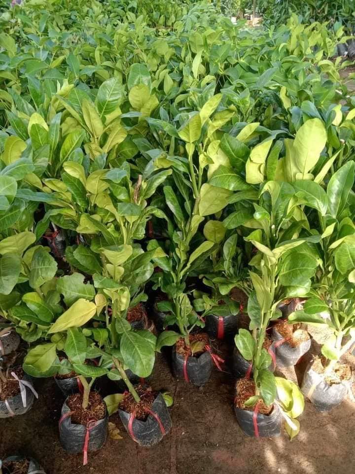 Bưởi Năm Roi - Hình ảnh 4