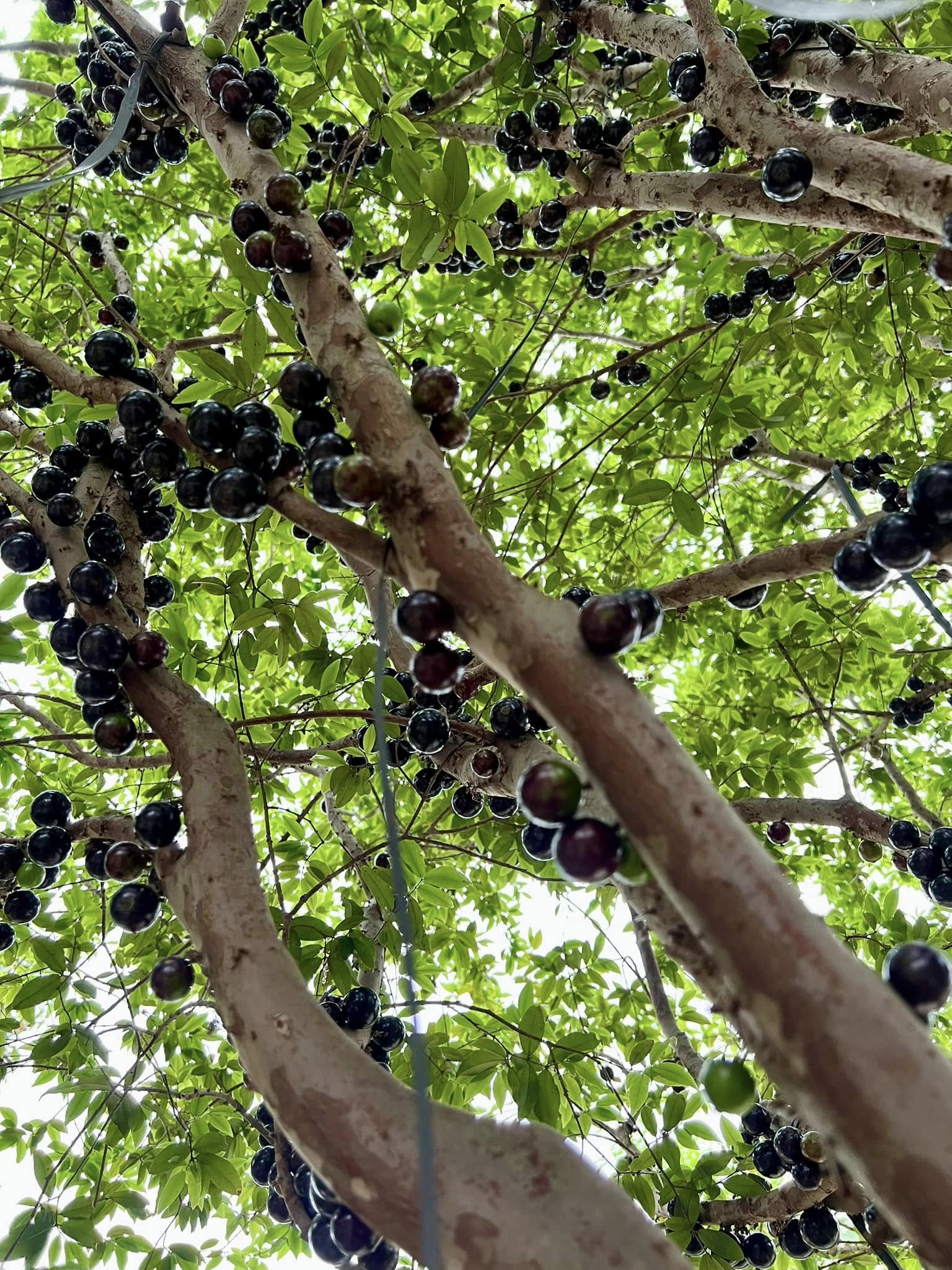 Nho Thân Gỗ - Hình ảnh 2