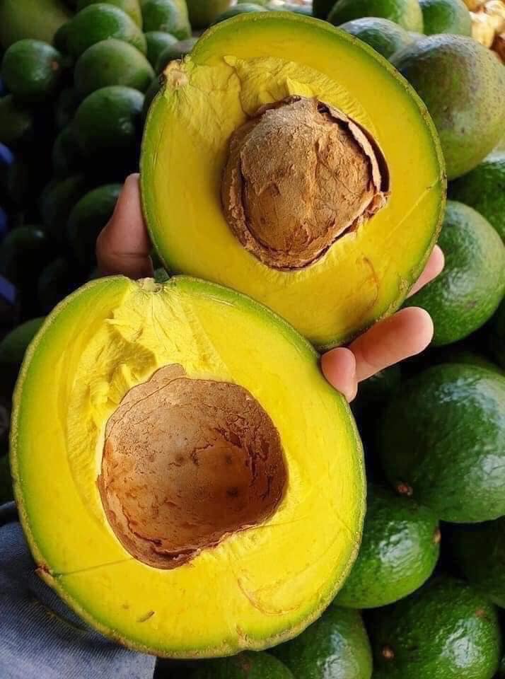 Bơ Booth - Hình ảnh 4