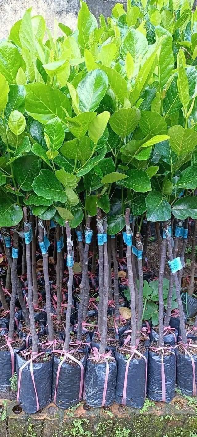 Mít Thái Siêu Sớm - Hình ảnh 3