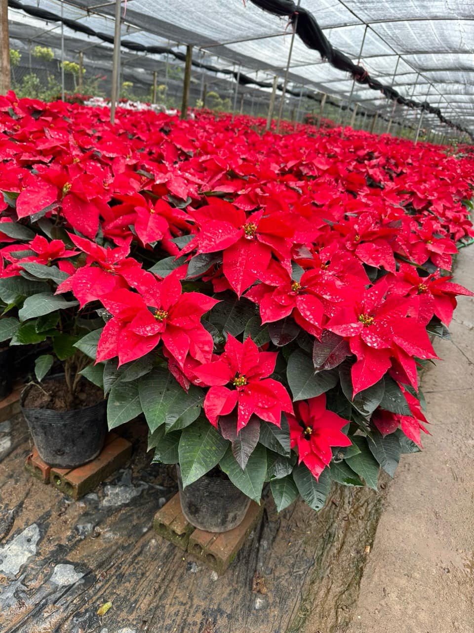 Hoa Trạng Nguyên - Hình ảnh 2