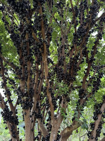 Nho Thân Gỗ - Hình ảnh 3