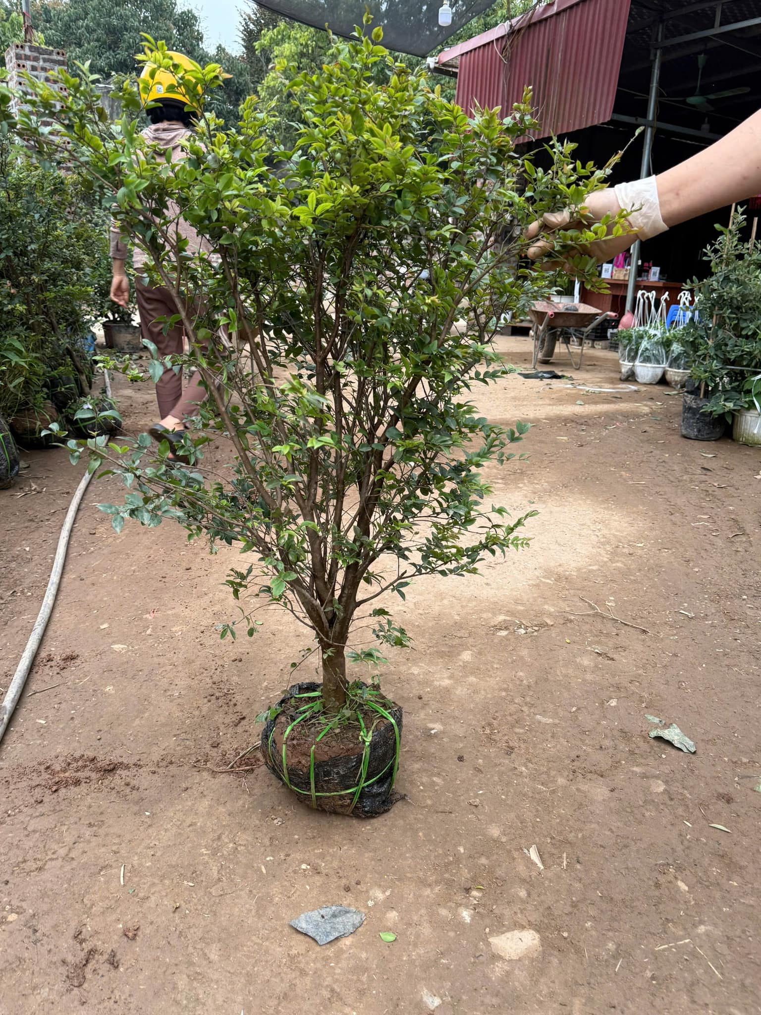 Nho Thân Gỗ - Hình ảnh 4