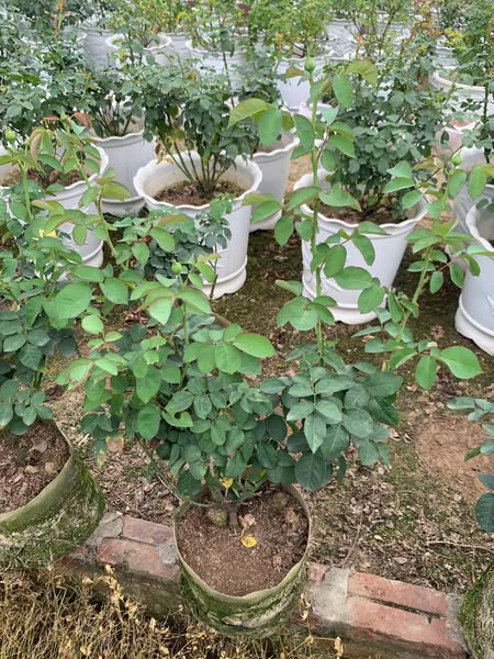 Hoa Hồng Juliet - Hình ảnh 2