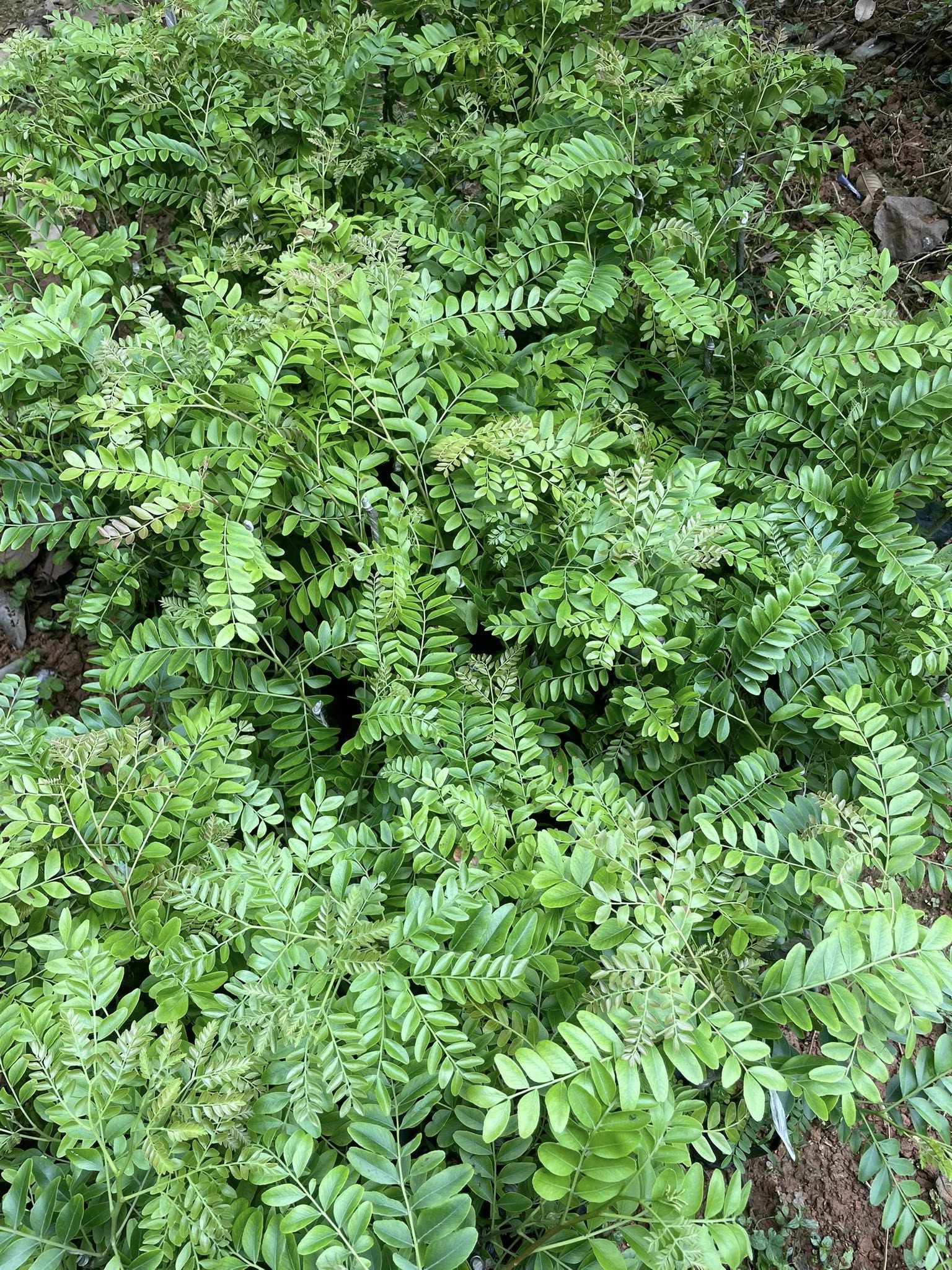 Bồ Kết Nếp - Hình ảnh 2