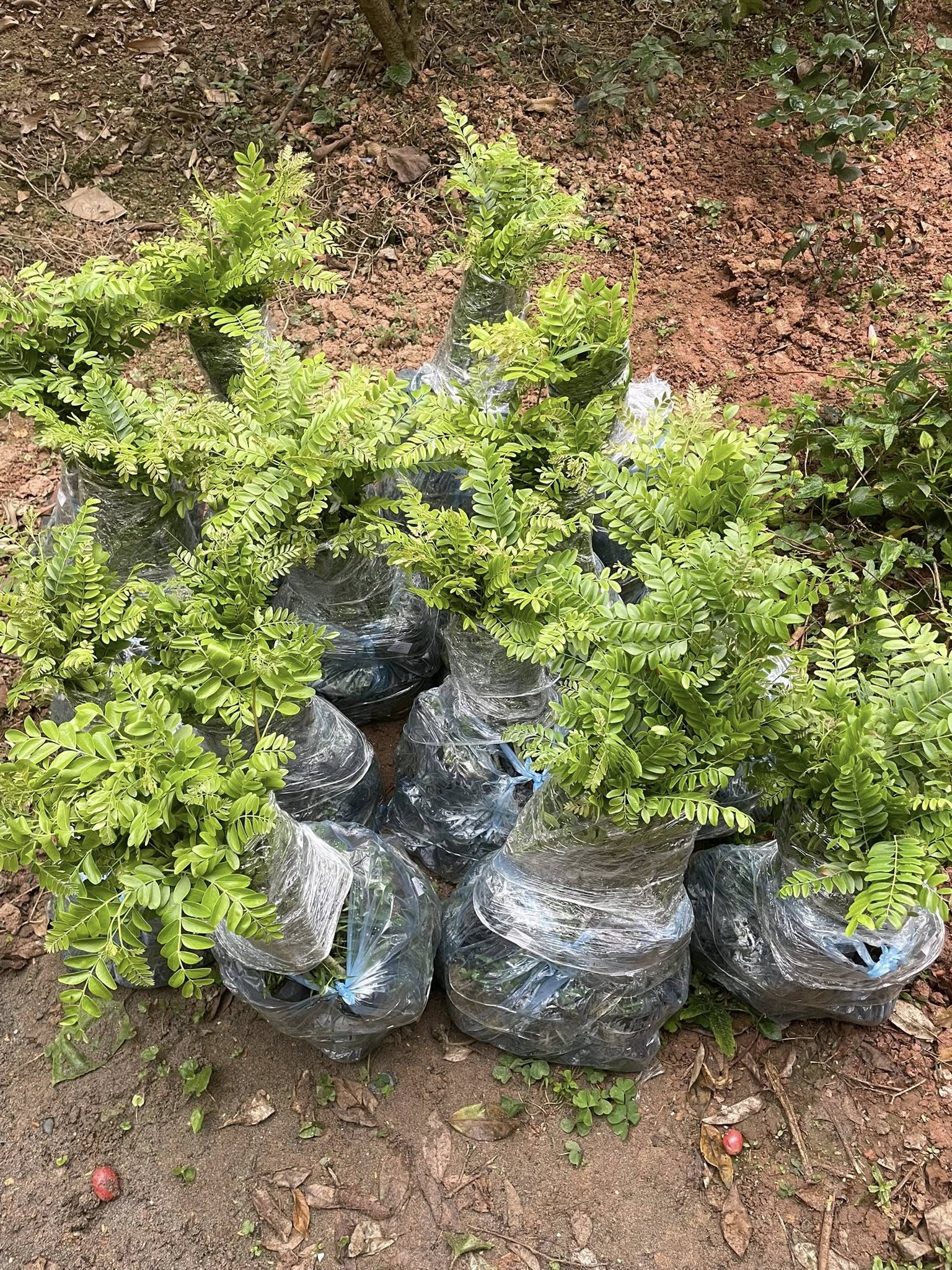 Bồ Kết Nếp - Hình ảnh 3