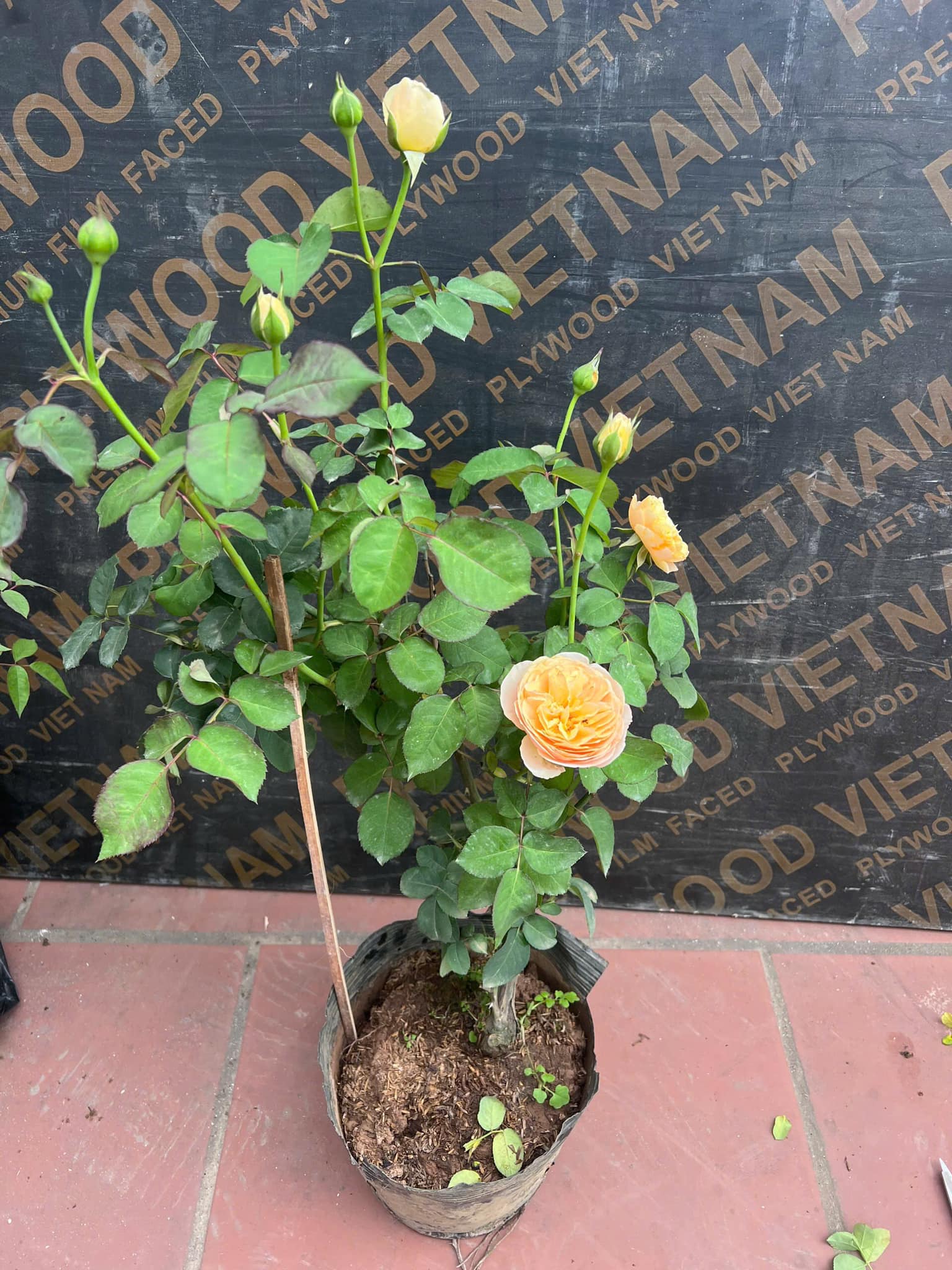 Hoa Hồng Juliet - Hình ảnh 3