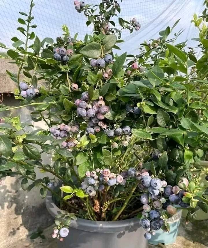 Cây Việt Quất - Hình ảnh 2