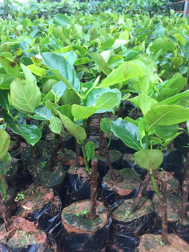 Mít Malaysia - Hình ảnh 2