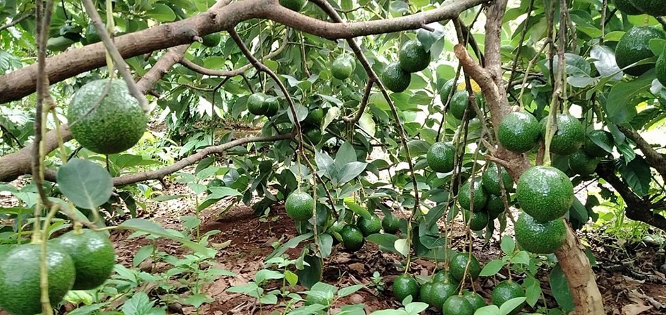 Bơ Booth - Hình ảnh 2