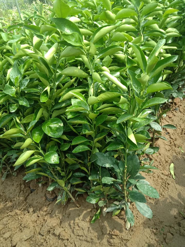 Cam Vinh - Hình ảnh 3