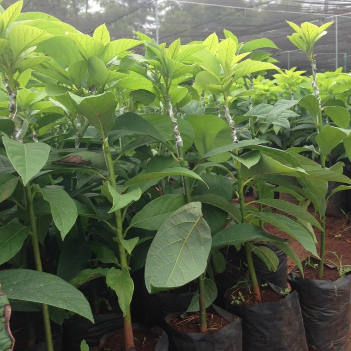 Bơ Booth - Hình ảnh 3