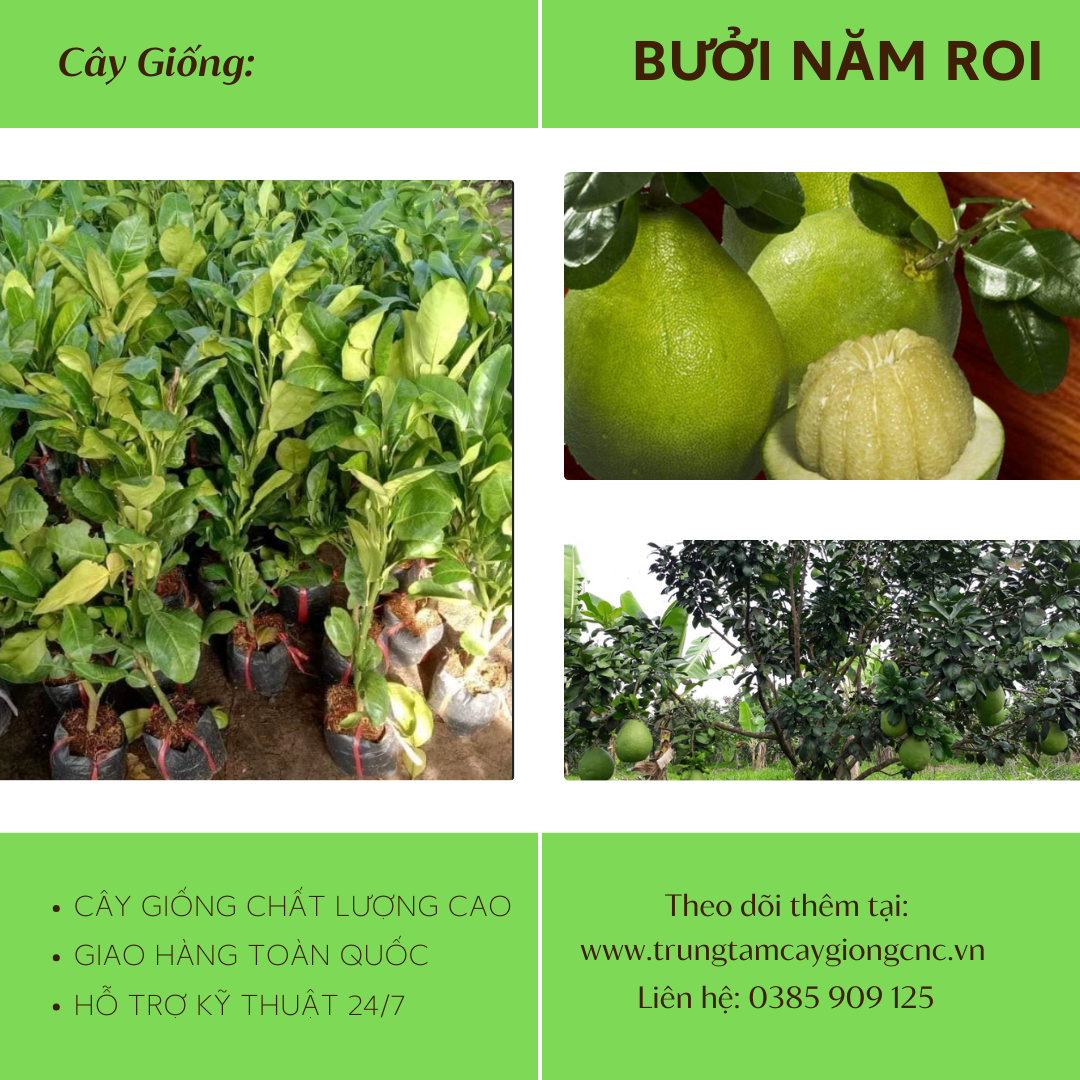 Bưởi Năm Roi