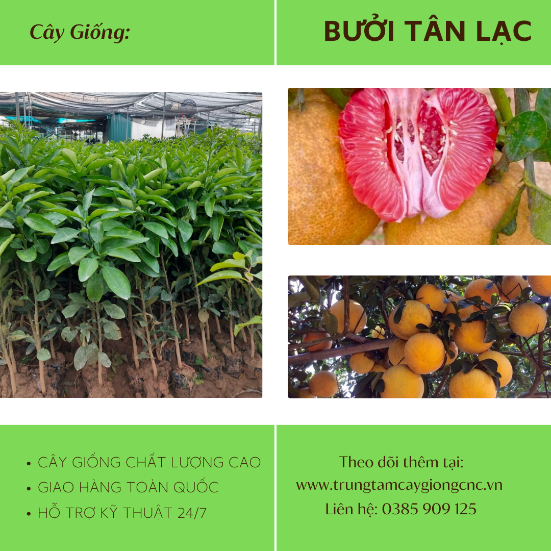 Bưởi Tân Lạc