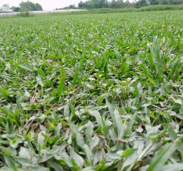 Cỏ Lá Tre/ Cỏ Lá Gừng - Hình ảnh 2