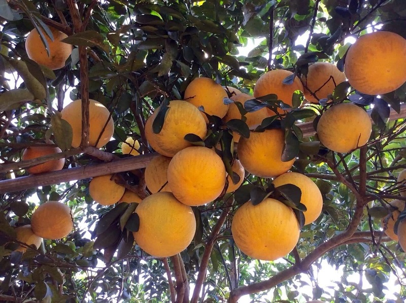 Bưởi Tân Lạc - Hình ảnh 4