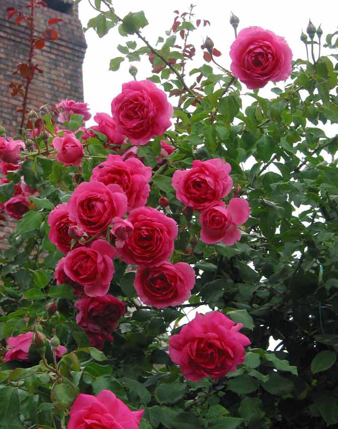 Hoa Hồng Leo Tường Vi