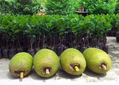 Mít Malaysia - Hình ảnh 3