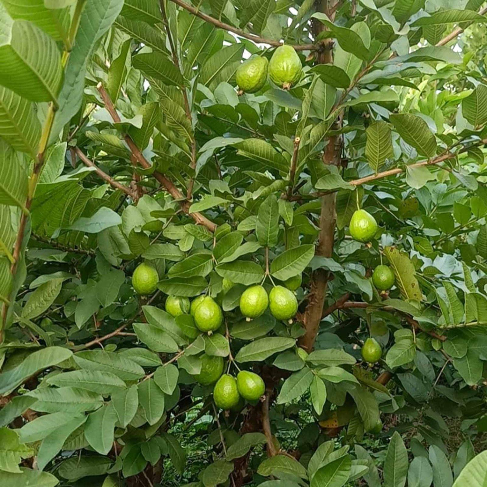 Ổi Tứ Quý - Hình ảnh 4