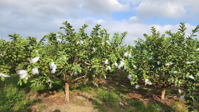 Ổi Đài Loan - Hình ảnh 3