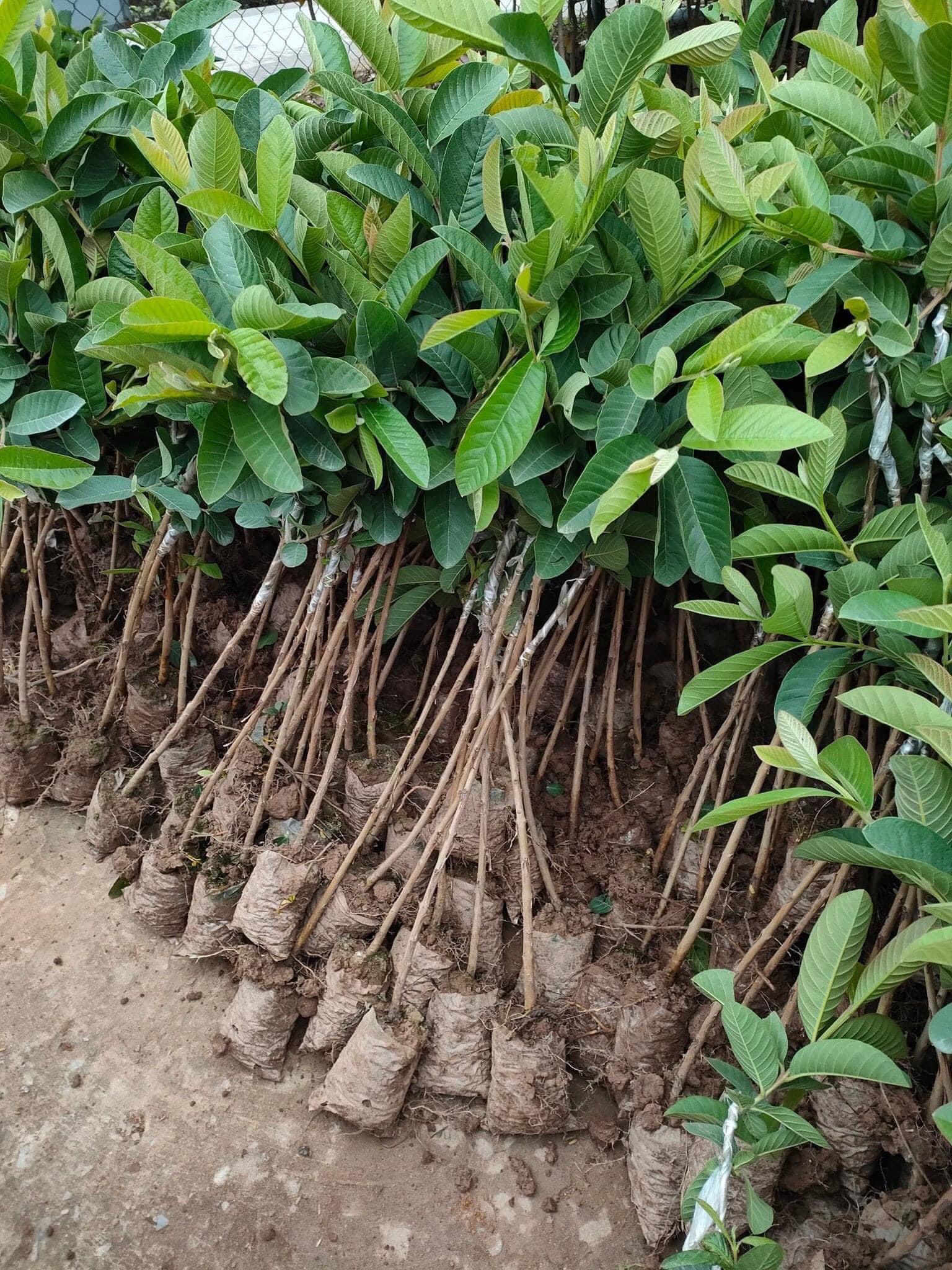 Ổi Đài Loan - Hình ảnh 5